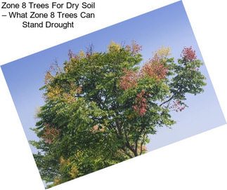 Zone 8 Trees For Dry Soil – What Zone 8 Trees Can Stand Drought