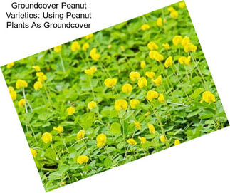 Groundcover Peanut Varieties: Using Peanut Plants As Groundcover