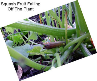 Squash Fruit Falling Off The Plant