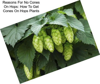 Reasons For No Cones On Hops: How To Get Cones On Hops Plants