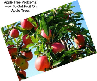 Apple Tree Problems: How To Get Fruit On Apple Trees