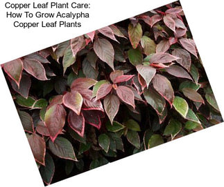 Copper Leaf Plant Care: How To Grow Acalypha Copper Leaf Plants