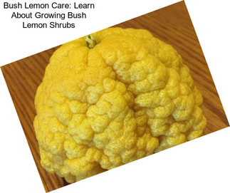 Bush Lemon Care: Learn About Growing Bush Lemon Shrubs