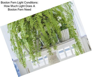 Boston Fern Light Conditions: How Much Light Does A Boston Fern Need