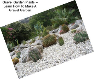 Gravel Garden Plants – Learn How To Make A Gravel Garden