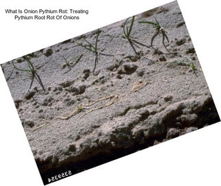 What Is Onion Pythium Rot: Treating Pythium Root Rot Of Onions