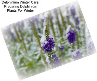 Delphinium Winter Care: Preparing Delphinium Plants For Winter