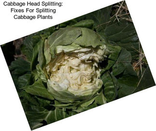 Cabbage Head Splitting: Fixes For Splitting Cabbage Plants