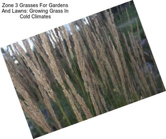 Zone 3 Grasses For Gardens And Lawns: Growing Grass In Cold Climates