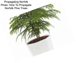 Propagating Norfolk Pines: How To Propagate Norfolk Pine Trees