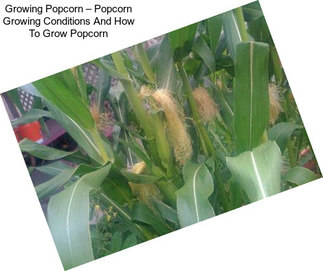 Growing Popcorn – Popcorn Growing Conditions And How To Grow Popcorn