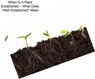 When Is A Plant Established – What Does “Well Established” Mean