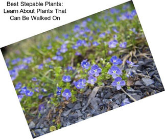 Best Stepable Plants: Learn About Plants That Can Be Walked On