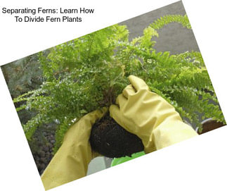 Separating Ferns: Learn How To Divide Fern Plants