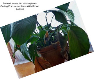 Brown Leaves On Houseplants: Caring For Houseplants With Brown Leaves