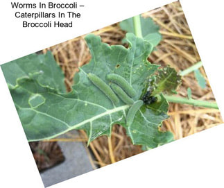 Worms In Broccoli – Caterpillars In The Broccoli Head