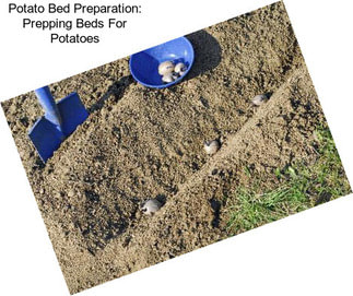 Potato Bed Preparation: Prepping Beds For Potatoes