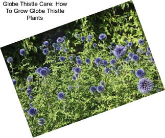 Globe Thistle Care: How To Grow Globe Thistle Plants
