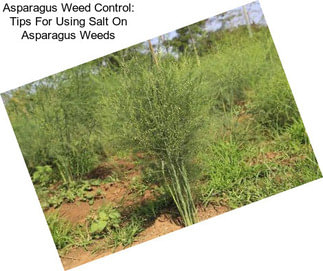 Asparagus Weed Control: Tips For Using Salt On Asparagus Weeds