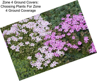 Zone 4 Ground Covers: Choosing Plants For Zone 4 Ground Coverage