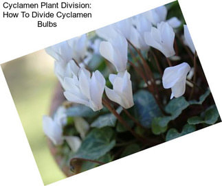 Cyclamen Plant Division: How To Divide Cyclamen Bulbs