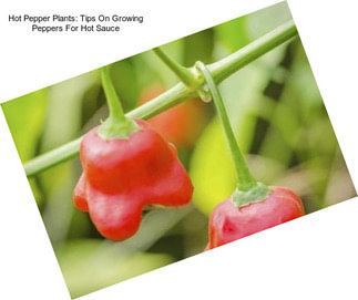 Hot Pepper Plants: Tips On Growing Peppers For Hot Sauce