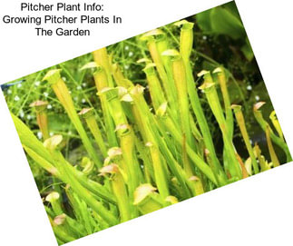 Pitcher Plant Info: Growing Pitcher Plants In The Garden