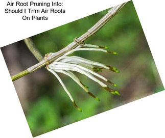 Air Root Pruning Info: Should I Trim Air Roots On Plants