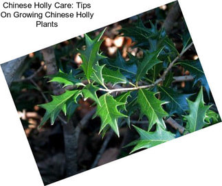 Chinese Holly Care: Tips On Growing Chinese Holly Plants