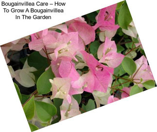 Bougainvillea Care – How To Grow A Bougainvillea In The Garden