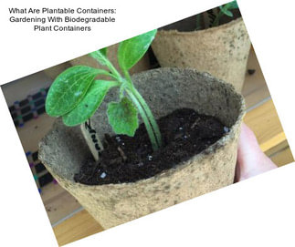 What Are Plantable Containers: Gardening With Biodegradable Plant Containers