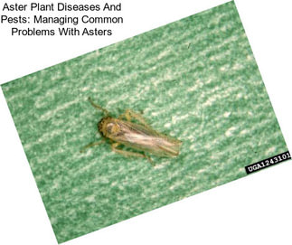 Aster Plant Diseases And Pests: Managing Common Problems With Asters