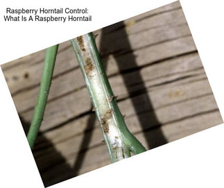 Raspberry Horntail Control: What Is A Raspberry Horntail