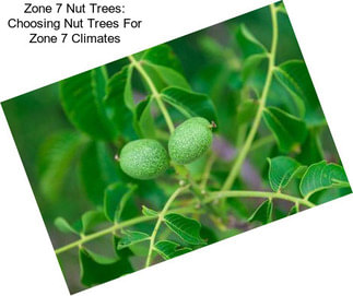 Zone 7 Nut Trees: Choosing Nut Trees For Zone 7 Climates