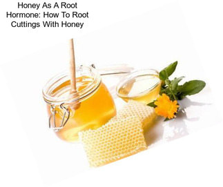 Honey As A Root Hormone: How To Root Cuttings With Honey