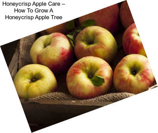 Honeycrisp Apple Care – How To Grow A Honeycrisp Apple Tree