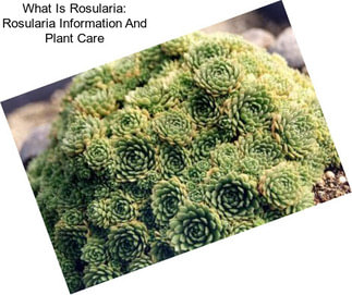 What Is Rosularia: Rosularia Information And Plant Care