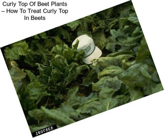 Curly Top Of Beet Plants – How To Treat Curly Top In Beets