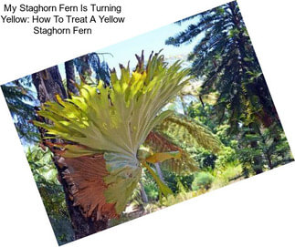 My Staghorn Fern Is Turning Yellow: How To Treat A Yellow Staghorn Fern