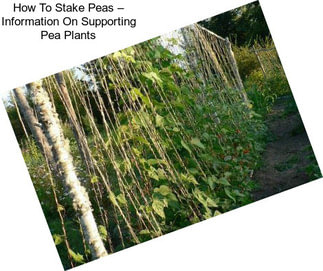 How To Stake Peas – Information On Supporting Pea Plants