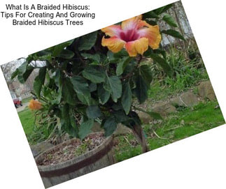 What Is A Braided Hibiscus: Tips For Creating And Growing Braided Hibiscus Trees