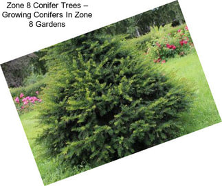 Zone 8 Conifer Trees – Growing Conifers In Zone 8 Gardens