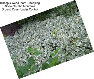 Bishop\'s Weed Plant – Keeping Snow On The Mountain Ground Cover Under Control