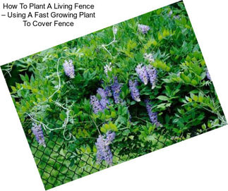 How To Plant A Living Fence – Using A Fast Growing Plant To Cover Fence