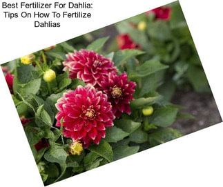 Best Fertilizer For Dahlia: Tips On How To Fertilize Dahlias