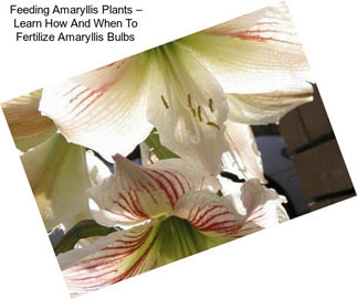 Feeding Amaryllis Plants – Learn How And When To Fertilize Amaryllis Bulbs