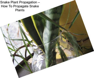 Snake Plant Propagation – How To Propagate Snake Plants