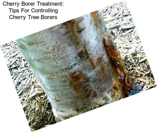 Cherry Borer Treatment: Tips For Controlling Cherry Tree Borers