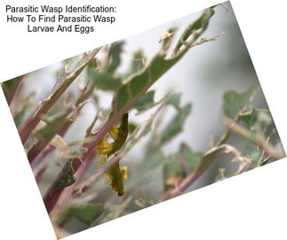Parasitic Wasp Identification: How To Find Parasitic Wasp Larvae And Eggs