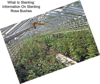 What Is Stenting: Information On Stenting Rose Bushes